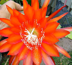 Epiphyllum 'Gorgeous Orange' 5 Seeds - Click Image to Close
